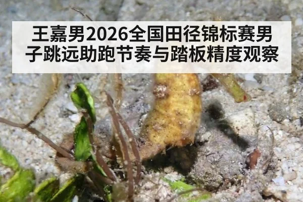 王嘉男2026全国田径锦标赛男子跳远助跑节奏与踏板精度观察